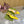 WOMEN'S HORSEBIT SLINGBACK PUMP LEMON CANVAS