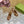 GG SANDAL WITH PLATFORM AND CLAMP CARAMEL LAMBSKIN