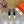 HM Intime 75 Pump Gold Lambskin 957089