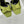YSL Opyum Sandal 85 Green Silk Leather 642938