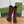 GG 26s Signoria Long Boot 4.5cm Burgundy Cowhide 997213