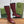 GG 26s Signoria Long Boot 4.5cm Burgundy Cowhide 997213