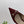 GG 26 Slingback Dark Red Fabric 592423