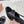 Miu 26s Heeled Sandals 8.5cm Black Snakeskin Texture 680496