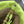 Loewe Flamenco Purse Bucket 32 Lime Lambskin Ghw