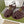 GC 25 Gold Double G Sandal bordeaux Rubber 292434