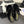 CC 25C Thong Sandal Bow Black Velvet fabric 233564