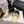 CC 26 Shearling Slip-on Loafer Black White Suede Wool 588718