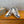 BALL STAR SNEAKERS GLITTER STAR IN BRIGHT GRAY SUEDE AND WHITE CALFSKIN