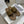 Signum Flat Sandal in Brown Calfskin 290732