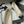 CC 25S 60mm Chain Bow Single Pumps White Sheepskin Black Grosgrain 247663