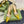GC Embellished Slingback Acid Green Patent Leather 294622