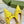 GC Horsebit Slingback Pump 10mm Yellow Canvas Sheepskin 294541