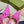 GC Horsebit Slingback Pump 50mm Pink Canvas Sheepskin 294547