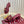 GC 25 Horsebit GG 50mm Sandals Red Canvas 294677