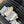CC MARY JANE SHOES THREE STRAPS IN WHITE MIX BLACK LAMBSKIN
