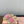 Miu slippers Light Brown With Pink Lettering Pure Wool