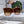 TRIOMPHE SUNGLASSES 552774 IN CARAMEL ACETATE TEXT LOGO