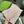 SCARF 180 CM IN LIGHT PINK WOOL 405524