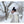 FF 140 CM PONCHO LIGHT GREY MIX WHITE WOOL AND SILK