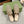 Horsebit Mule Beige Ebony Canvas Crystal-Embellished
