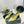 PRA STRAP CUT-OUT PUMPS PASTEL YELLOW CALFSKIN
