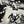 CC 26s Shawl 140x140cm Black White Cashmere Silk 212967