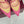 GG 26WF Mules 9.5cm Hot Pink Beige Leather Canvas 886169