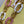 CAPUCINES MINI 21 YELLOW TAURILLON GOLD HARDWARE