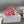CD Star Sneaker Coral Pink Calfskin
