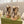 GG Snow Boots Beige Black Wool 576232