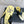CC 26s Thong Sandals Yellow Pastel Rubber Leather 647680