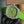 Patek Philippe Nautilus 38.8mm Green Dial Green Strap