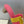 HM 26ss Oran Sandals 45 Pink Yellow Suede Cowhide 607218