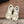 CC 26s Casual Sneaker Cream Tweed Leather 183603