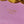 TEEN TRIOMPHE 11CM PURPLE CALFSKIN